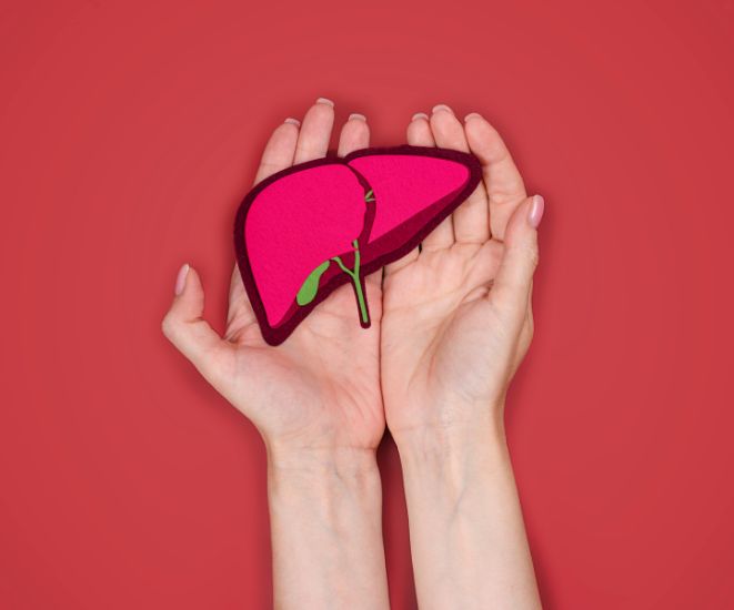 Two hands holding a model of a liver, against a red background.
