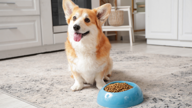 Dog with Food
